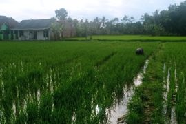 Dukung swasembada pangan, Pemkab Pandeglang salurkan benih unggul