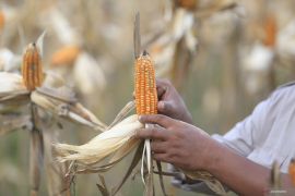 Gubernur sebut Mentan minta Gorontalo siapkan 50 ribu ton jagung