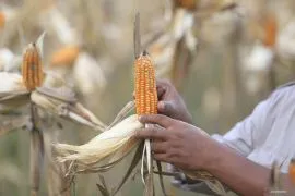Gubernur sebut Mentan minta Gorontalo siapkan 50 ton jagung