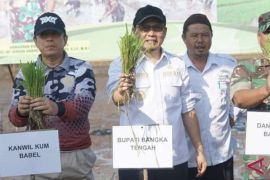 Perkuat ketahanan pangan, Bangka Tengah lakukan penanaman padi serentak