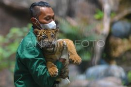 Pengenalan Banun anak Harimau Sumatera di Bukittinggi