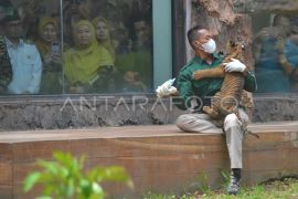 Pengenalan Banun anak Harimau Sumatera di Bukittinggi Page 3 Small