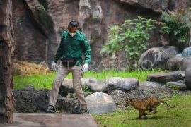 Pengenalan Banun anak Harimau Sumatera di Bukittinggi Page 2 Small