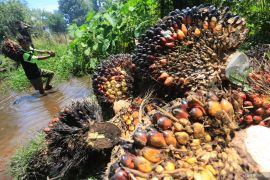 Digital transformation to boostpalm oil downstreaming: govt