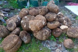 Penjualan umbi bunga bangkai di Pasaman digagalkan, Tim gabungan BKSDA bergerak cepat