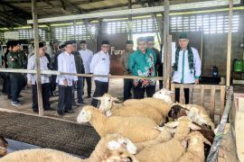 NU berpeluang penuhi kebutuhan daging kambing  di Kaltim