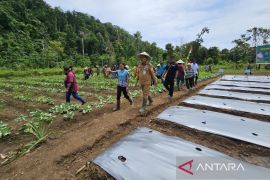 Limbong: Swasembada pangan tingkatkan ketahanan ekonomi