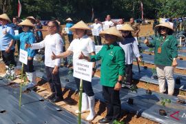 Pemprov Maluku  canangkan gerakan sekolah menanam cabai