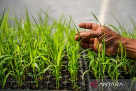 Pusat pengembangan Sorgum di Bandung targetkan 3,5 Ton panen pada Agustus 2025