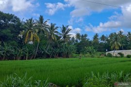 BPS: Nilai Tukar Petani NTT pada April turun 0,92 persen