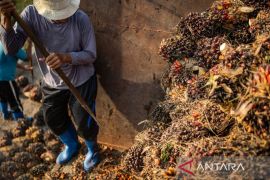 Link-AR Borneo: Ekspansi Sawit perburuk nasib sosial buruh Kalimantan Barat