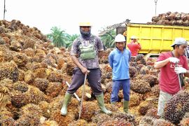 DPR diminta kaji besaran DBH sawit untuk Bengkulu
