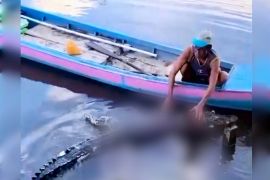 Warga Kotim temukan bangkai buaya terjerat jala ikan