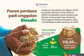 Panen perdana padi unggulan Biosalin