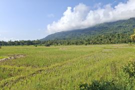 Hingga awal Mei, Bulog Lampung serap gabah petani 155 ribu ton