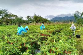 BPS: Tingkat kesejahteraan petani di Sulut makin tinggi