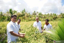 BI bantu pertanian modern dukung ketahanan pangan di Talaud