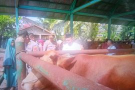 Pemkab Pasaman Barat ingatkan hewan kurban harus miliki SKKH