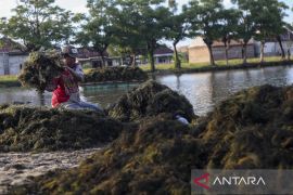 Budidaya rumput laut tambak di Kabupaten Serang
