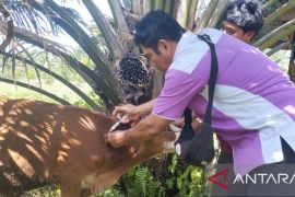 Distan Pasaman perketat pengawasan hewan kurban jelang Idul Adha