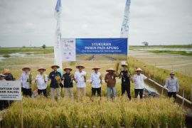 OJK Kalsel dorong pertumbuhan ekonomi daerah melalui padi apung