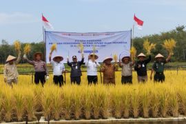 Gapoktan Desa Ampukung panen perdana pertanian padi apung