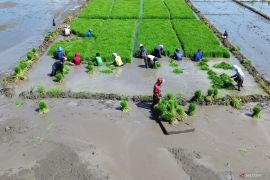 Nilai tukar petani April 2025 menurun