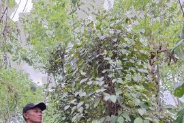 Prospek budi daya lada organik di Lampung