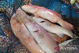 Nilai ekspor  perikanan Maluku triwulan I 2025 capai 13,2 juta dolar AS