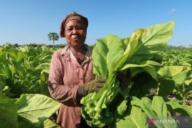 Lapangan usaha pertanian topang laju pertumbuhan ekonomi di NTB