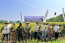 PLTU Batang-Pemkab  lakukan panen raya padi di lahan pengganti