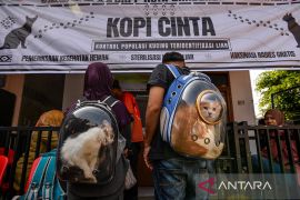 Sterilisasi kucing di Bandung