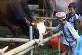 BAZNAS buka layanan program kurban berkah, termasuk untuk Palestina