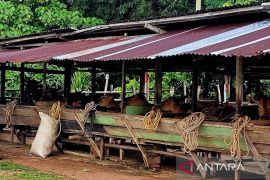 Pemkab Natuna imbau peternak menjaga kebersihan kandang sapi