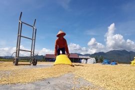 Poduksi beras Sulteng lima bulan terakhir 208.851 ton