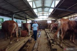 Diskannak Garut memastikan pasokan sapi kurban aman untuk Idul Adha