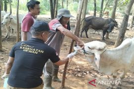 Disnakeswan Lampung Selatan minta peternak beri obat cacing pada hewan kurban