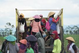 SGN berkontribusi ke PAD Banyuwangi Rp750 juta lewat PG Glenmore