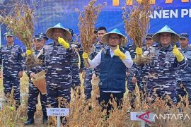 Dorong swasembada pangan, TNI AL panen kedelai Migo AL 1-89 di Banten