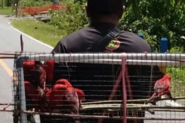 BKSDA Maluku amankan 15 satwa dilindungi di Kabupaten Seram Bagian Barat