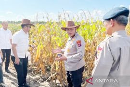 South Kalimantan Police ready to harvest 32 tons corn in wetland