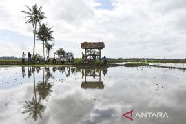 Pengendalian hama tikus serentak di Jawa Barat sebagai upaya lindungi persemaian padi musim tanam