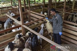 Peternakan dan penggemukan domba milik BUMdes