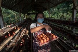 Harga telur ayam ras Rp28.932/kg, bawang merah Rp37.352/kg
