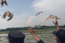Pemkab Majalengka menerima 1.000 burung hantu guna kendalikan hama tikus