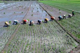 Proyeksi produksi beras Indonesia meningkat, ciptakan peluang untuk ekspor