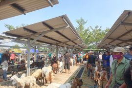 Pemkab Tulungagung pantau kesehatan hewan kurban jelang Idul Adha