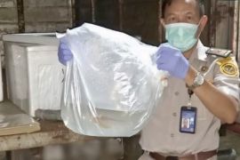 150 ekor Arwana Kalsel bakal "menari" di Vietnam