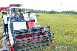Kotim berharap bisa kembali swasembada pangan