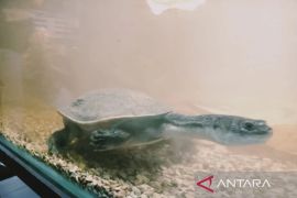 BBKSDA NTT lepasliarkan 10 ekor kura-kura rote ke habitatnya